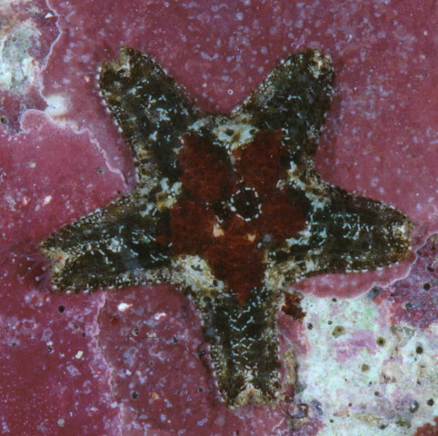 Asterinides cepheus